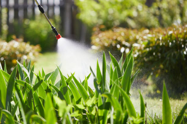 24/7 Emergency Termite Control experts in Morton, WA